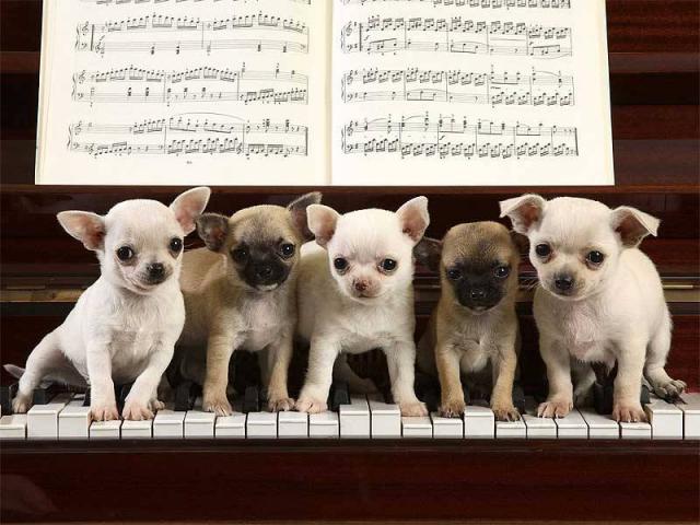 Как сыграть собачий вальс на пианино